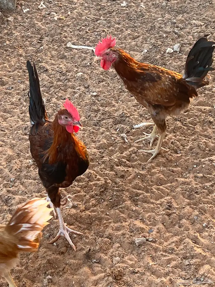 ديوك بلدي 2