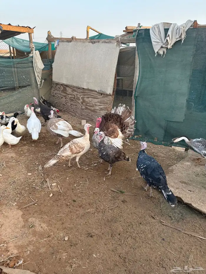 مفرق رماح 13
