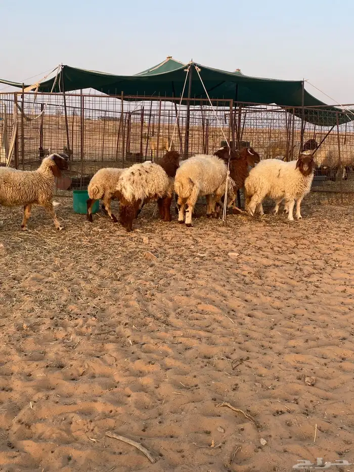 بهم نعيم هرافي 3