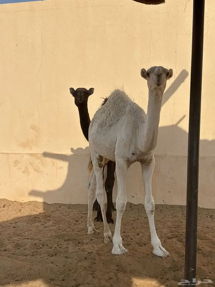 قعدان كفو 0
