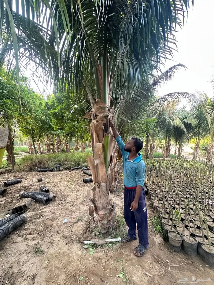 نخيل جوز الهند 1