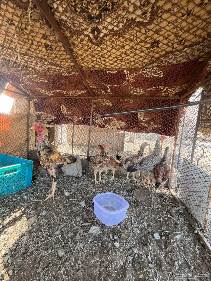 دجاج بكستاني 1