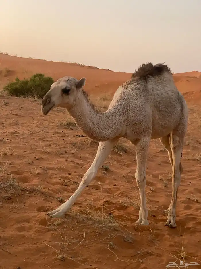 للبيع عشرا 3