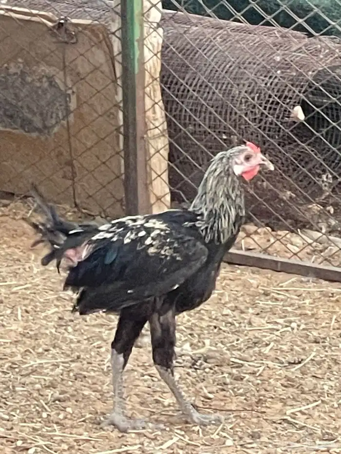 صوص فارسي 0