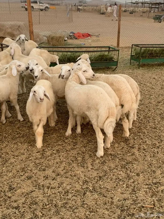 للبيع طليان حريات مراح واحد(( تم البيع 3