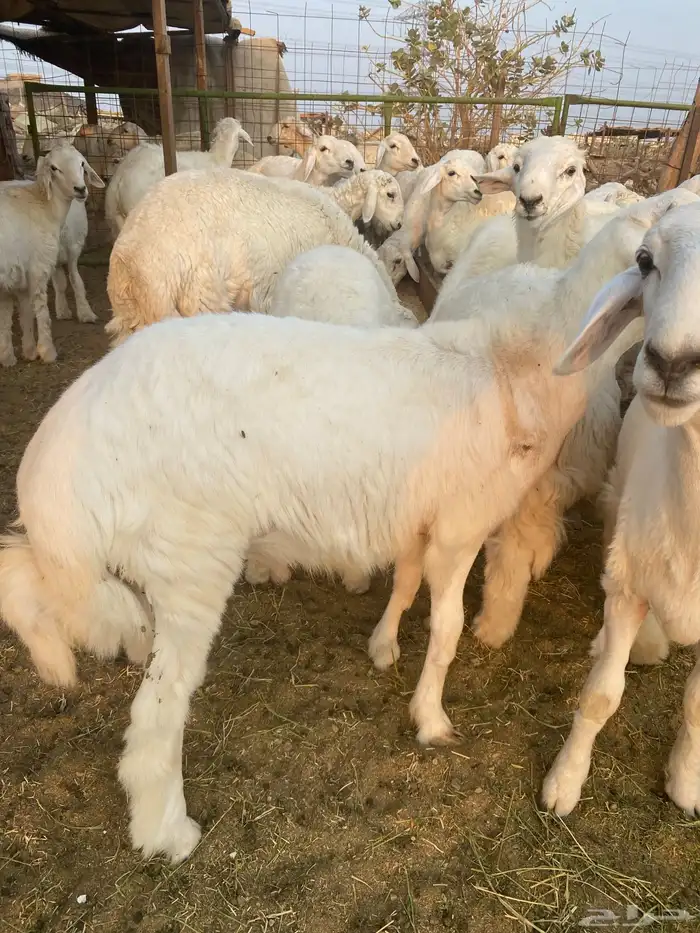 طليان حزيه ذبابح نظيفه وجبره للبيع جمله وتفريد 1