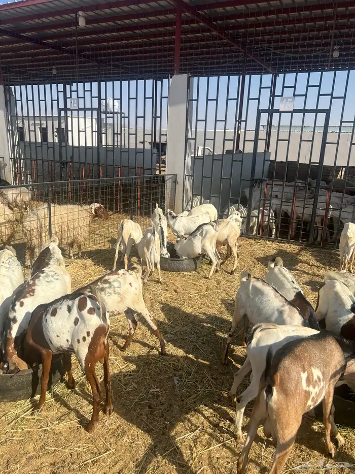 للبيع تيوس صوماليه 2