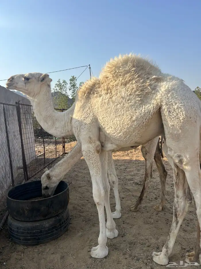 ذبح حاشي بالربع 0