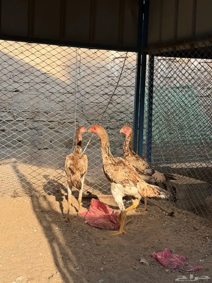 دجاج شامو يباني 2