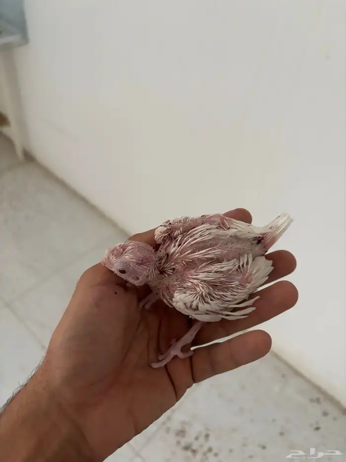 فرخ كروان للبيع 0