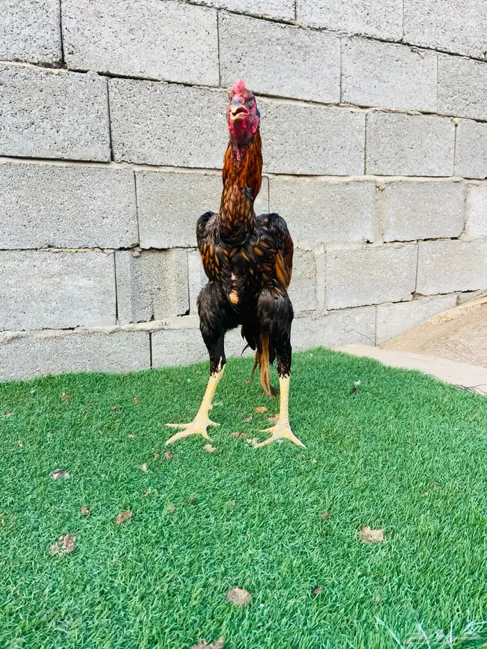 تم البيع الله يبارك لمن شراء 3