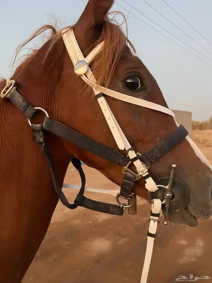 مهر واهو 3