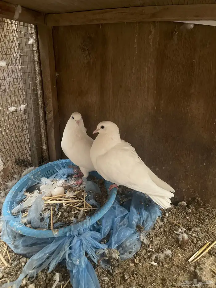 للبيع زوج صنعاني ابيض صك 1
