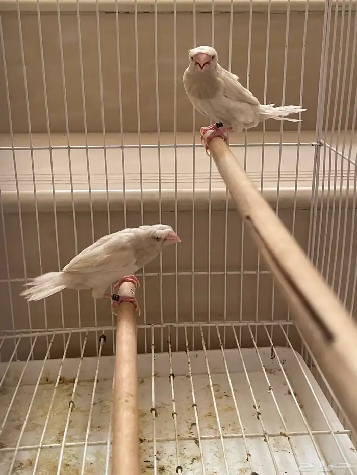 بنقليز كرست طفرة 1