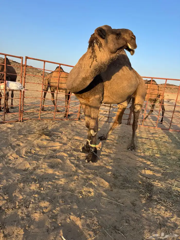فحل اصفر ادبس 2