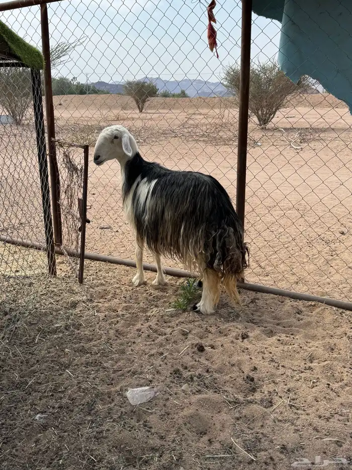 مشاء الله تبارك الله 2