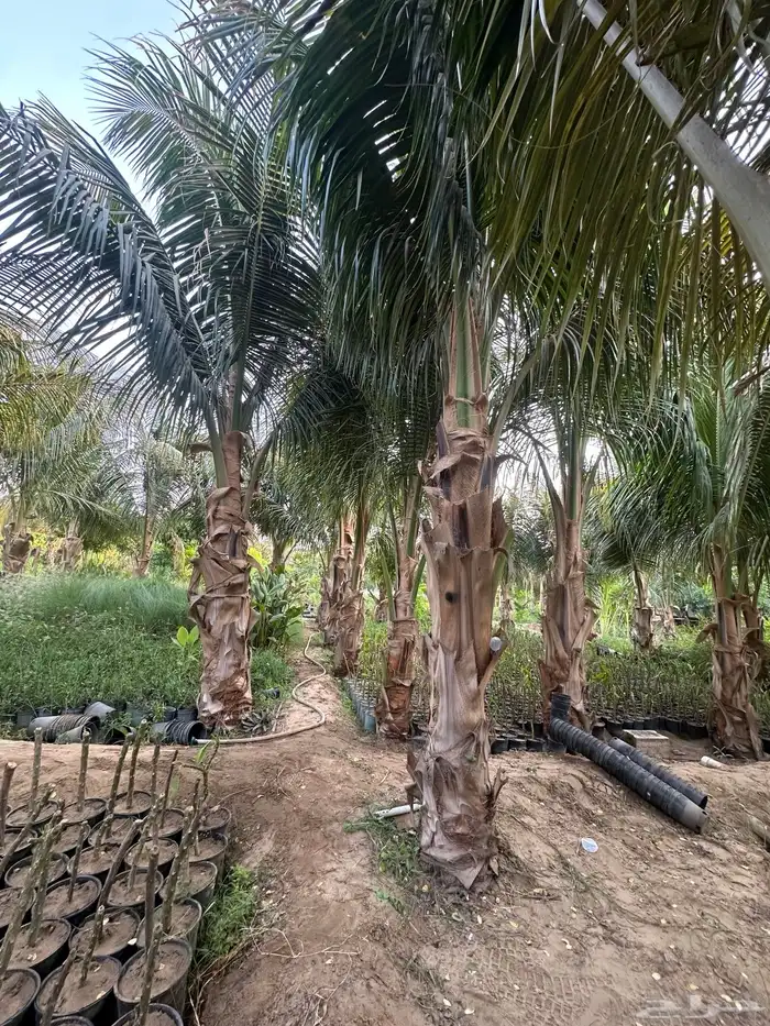 نخيل جوز الهند 0