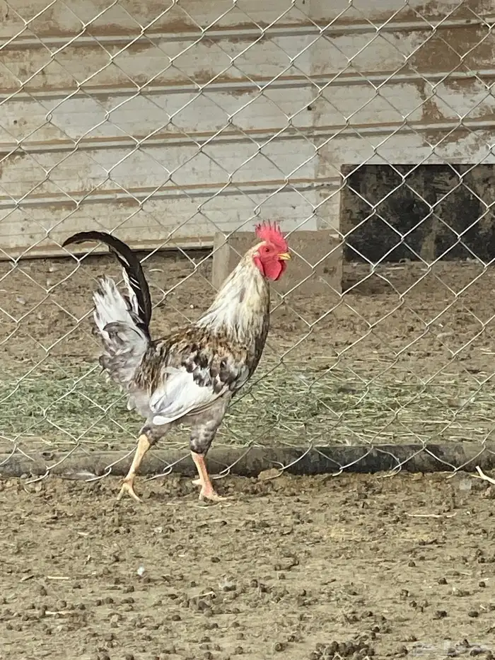 ديكه 2