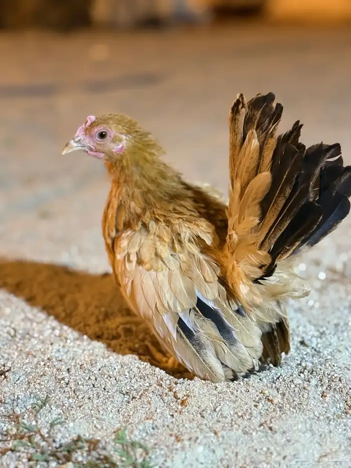 دجاج 8