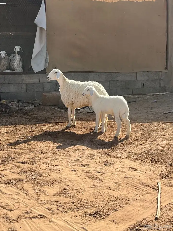 للبيع حريه 1