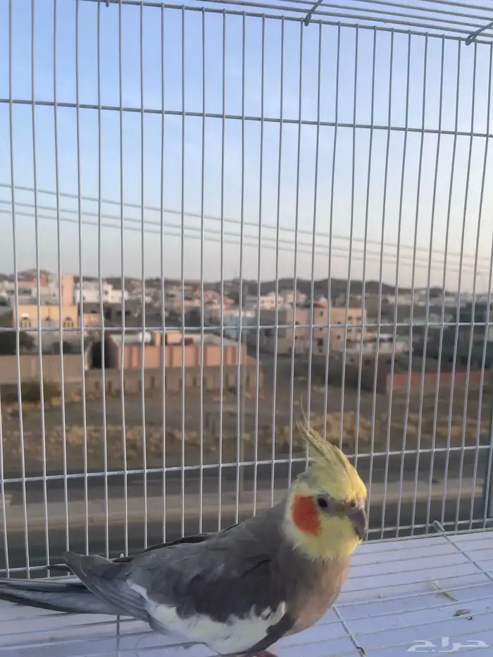 ببغا كروان للبيع 6