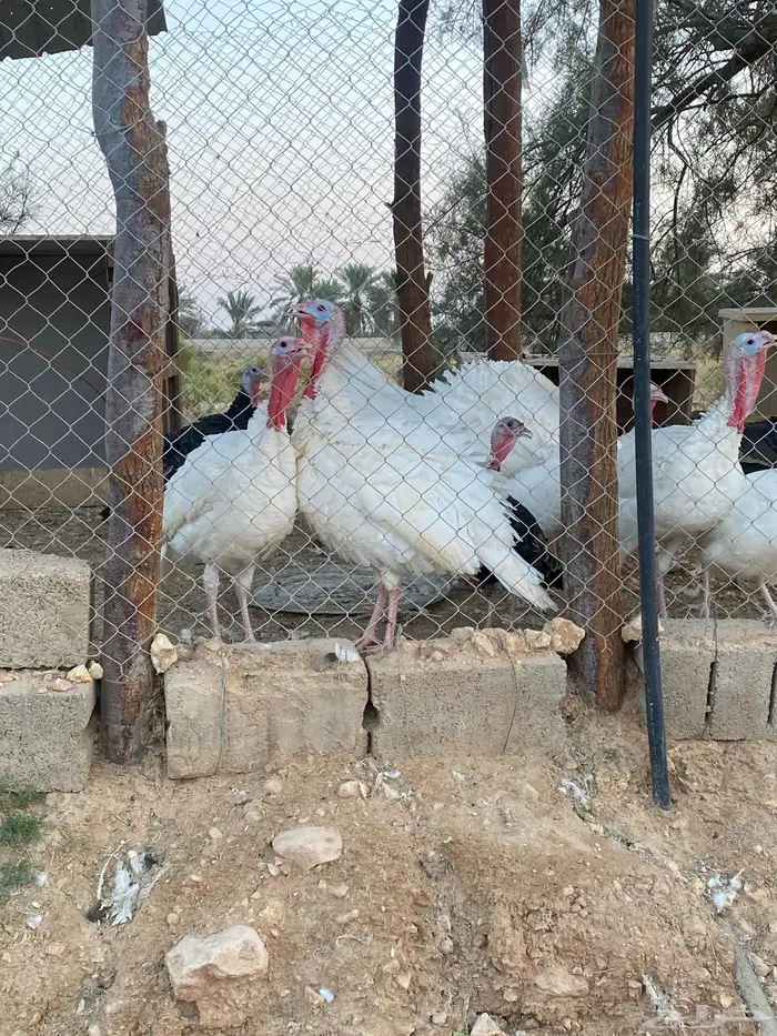 ديوك رومي 3