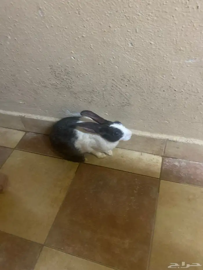 أرنب للبيع على السوم 0