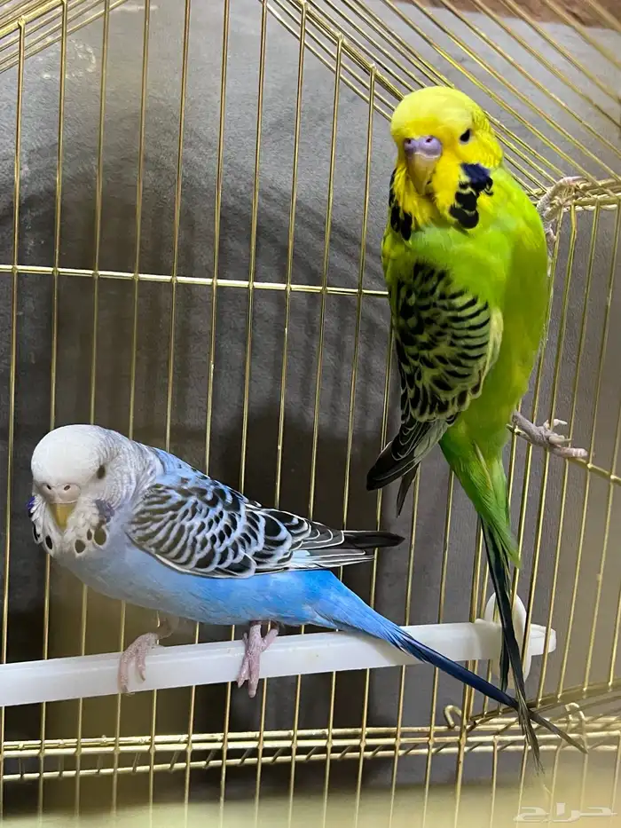 جوز بادجي( تم البيع) 4