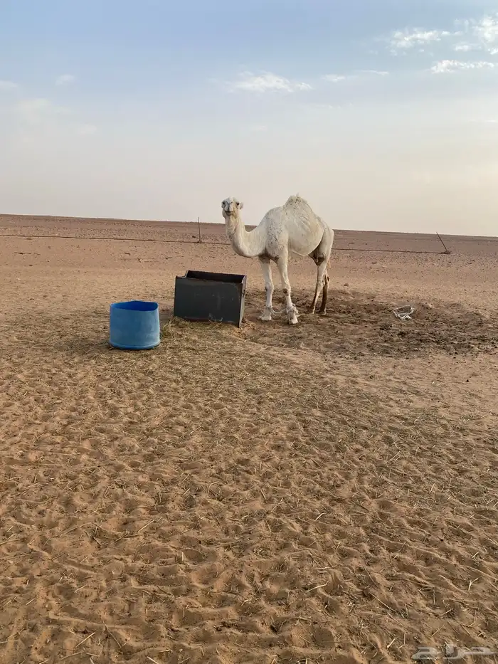 بعير 1