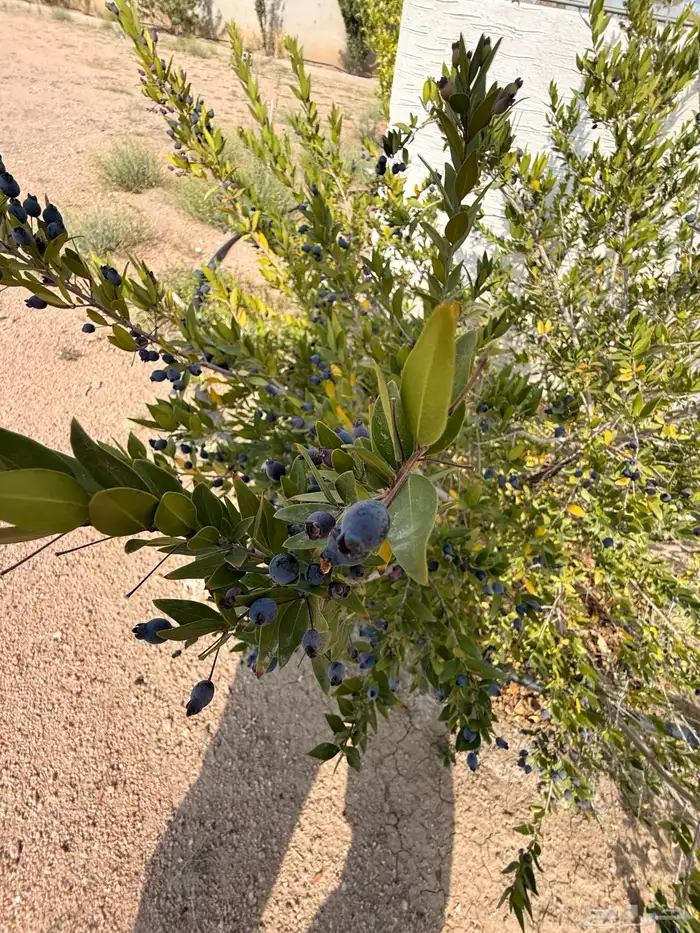 استراحة بضيافة خاصه ومزرعة في الحمرة ظهران الجنوب 19