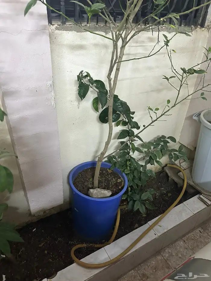 شتلة يوسف باكستاني 0