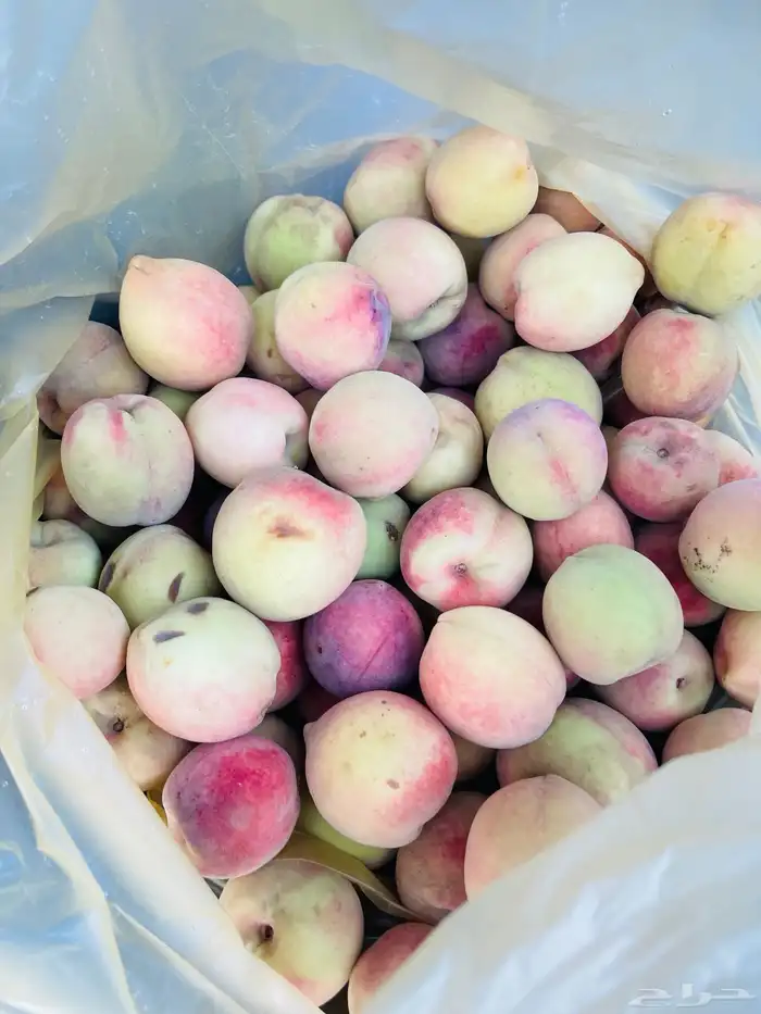 استراحة بضيافة خاصه ومزرعة في الحمرة ظهران الجنوب 36