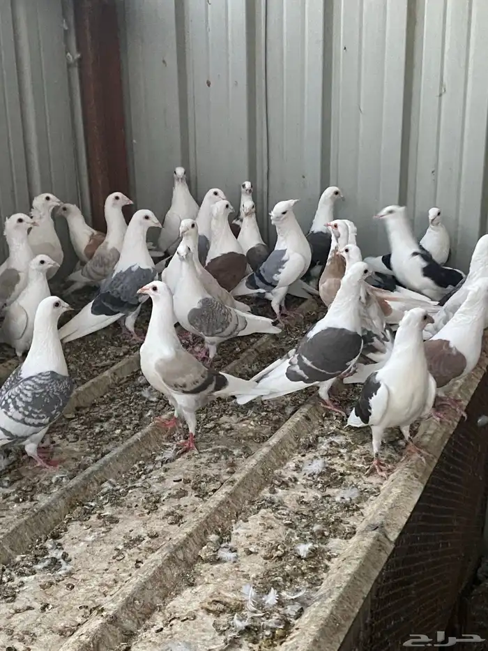 حمام زاجل فاخر للبيع 9