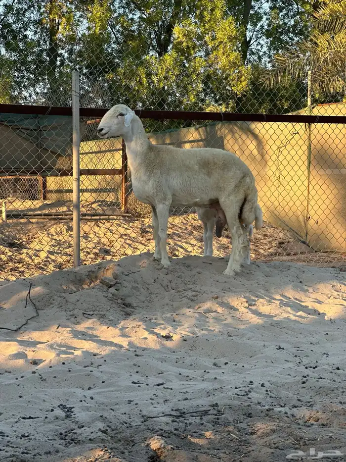 شاة للبيع تامة 1