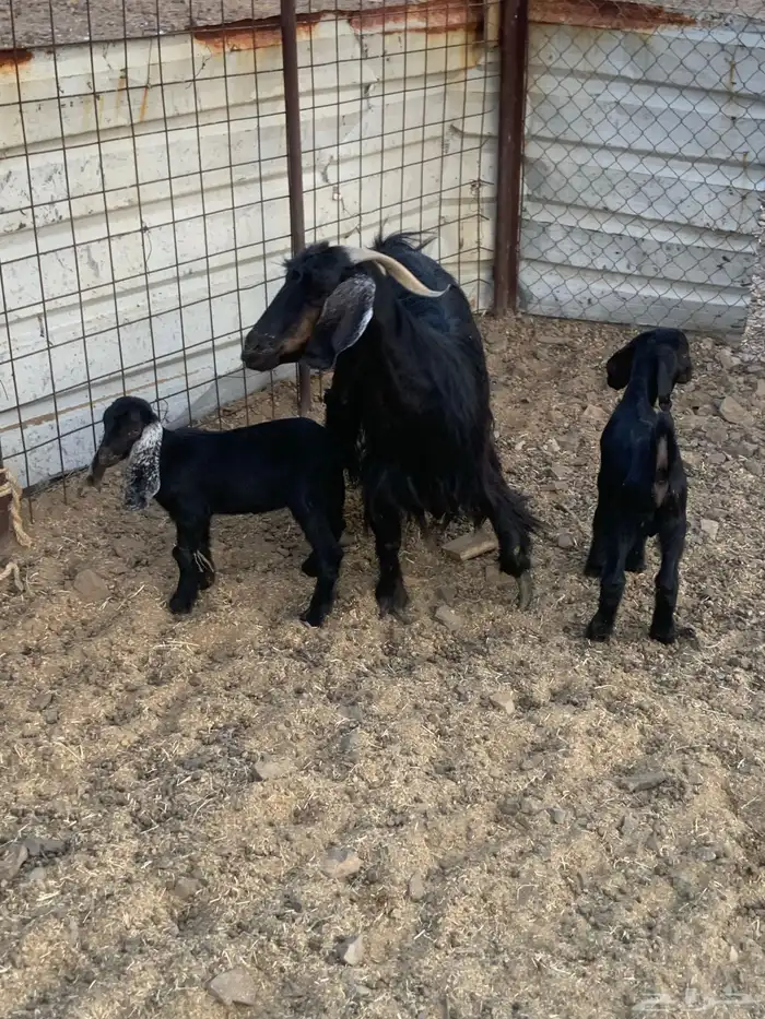 معزاء ولد 12