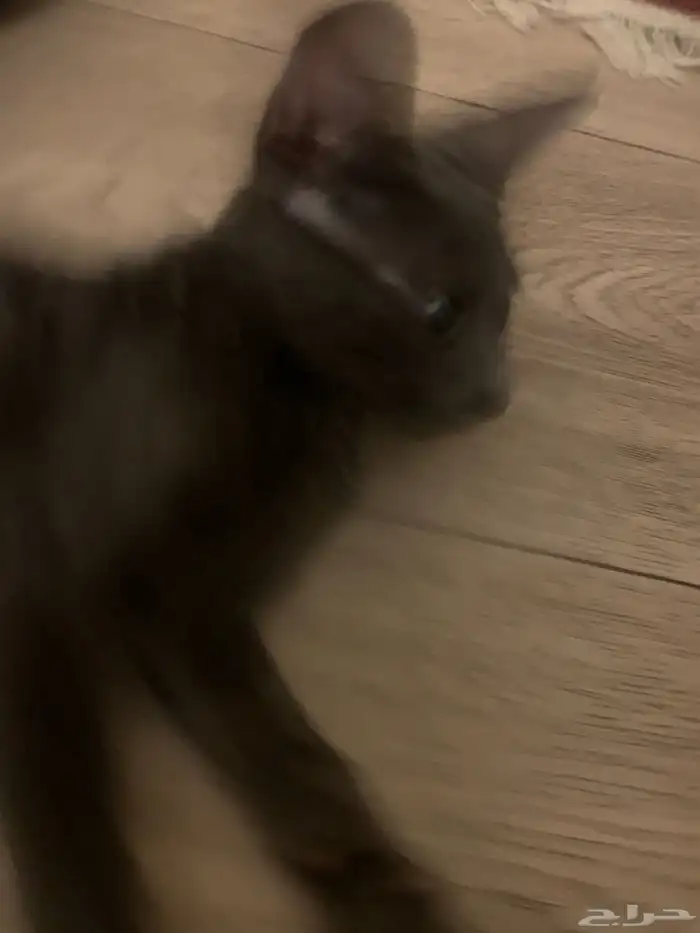 قط فرعوني خجول يطلب الستر للشراء التواصل بل خاص 1