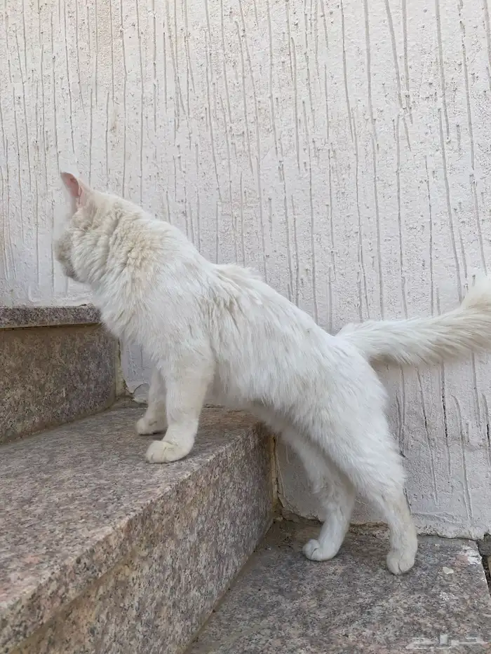 قطو للبيع . انثى . اليفه . الحد 400 1