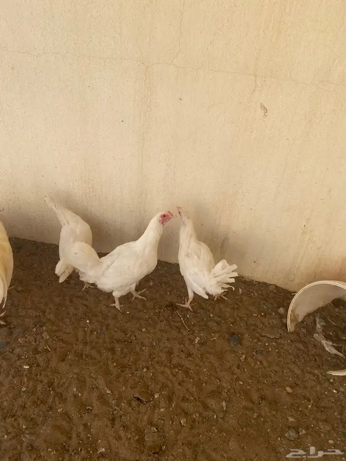 4 دجاج ابيض خالي من الامراض 2