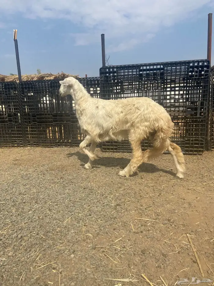 رخل صفرااا 2
