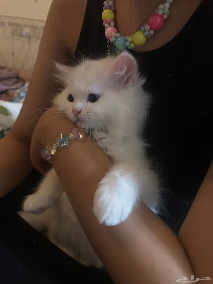 قطط للتبني 9