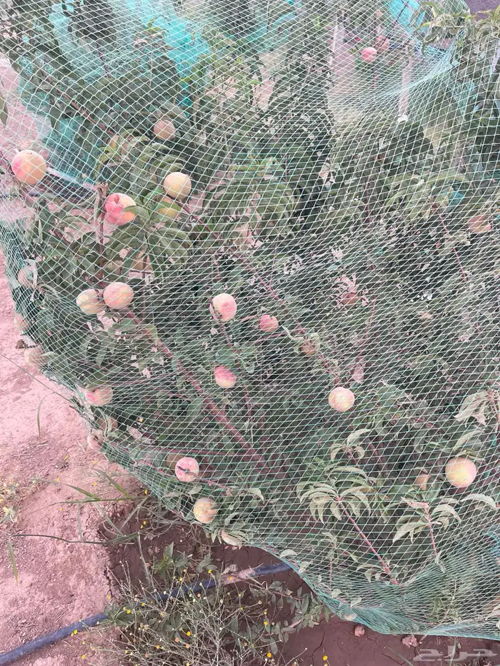 استراحة بضيافة خاصه ومزرعة في الحمرة ظهران الجنوب 48