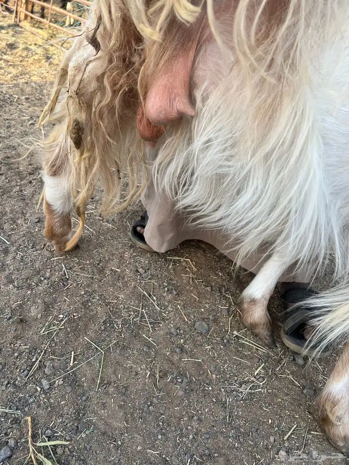 معزاء مشروكه فاضيات 1