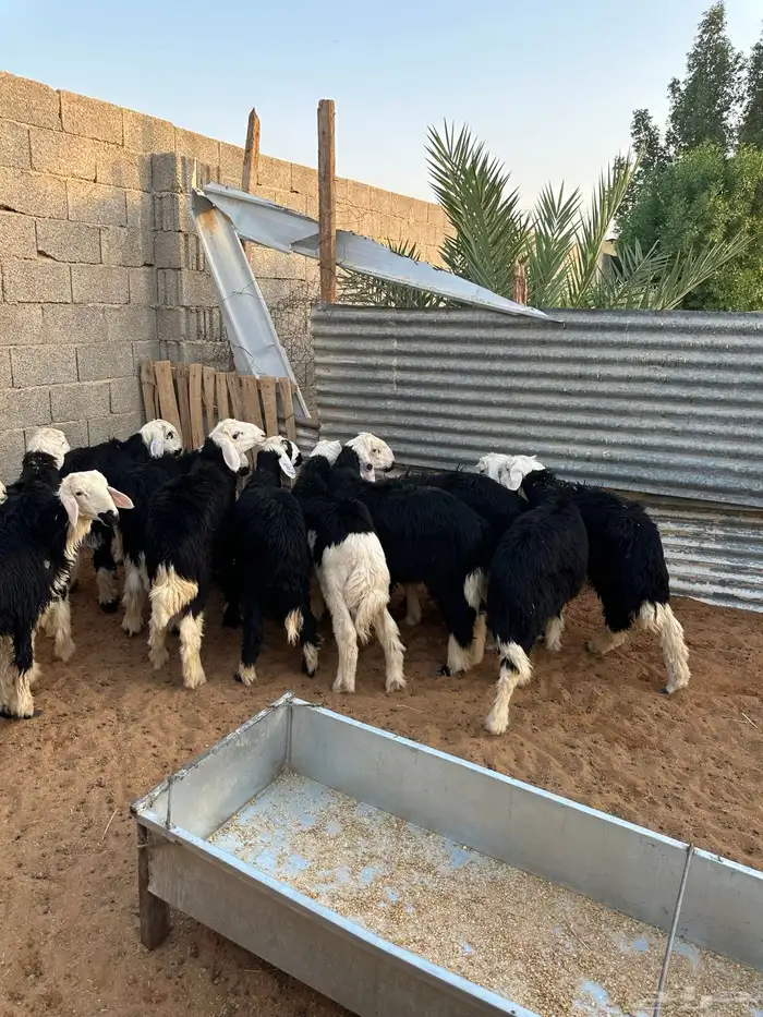 طليان خرفان نجد 1