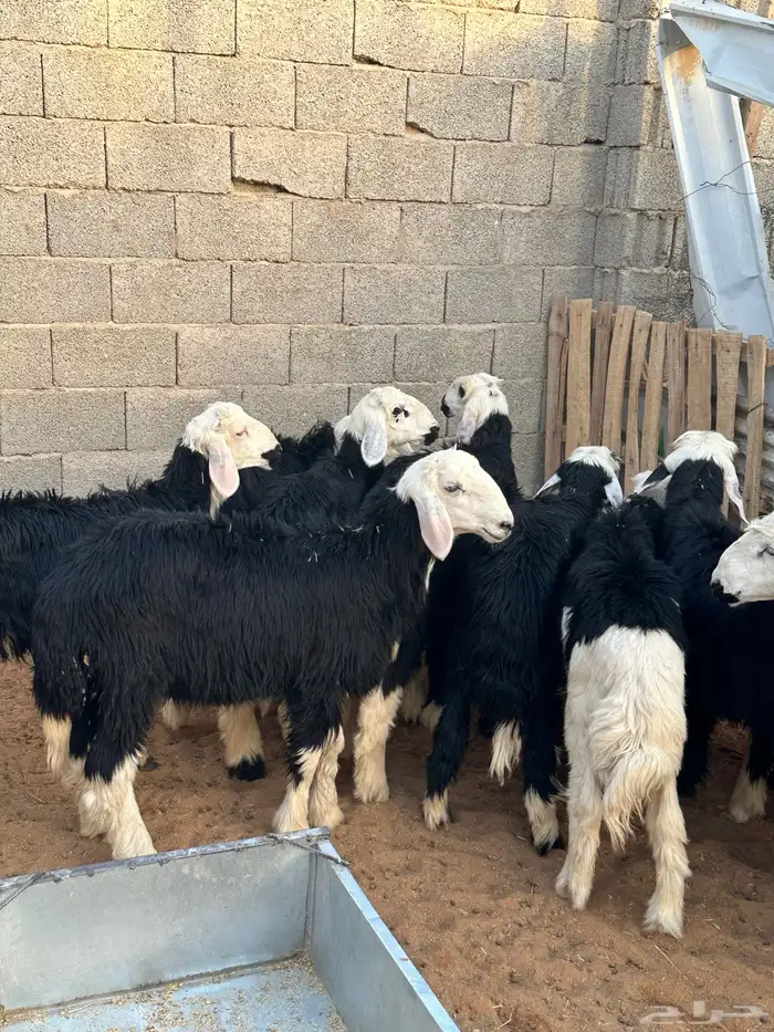 طليان خرفان نجد 3