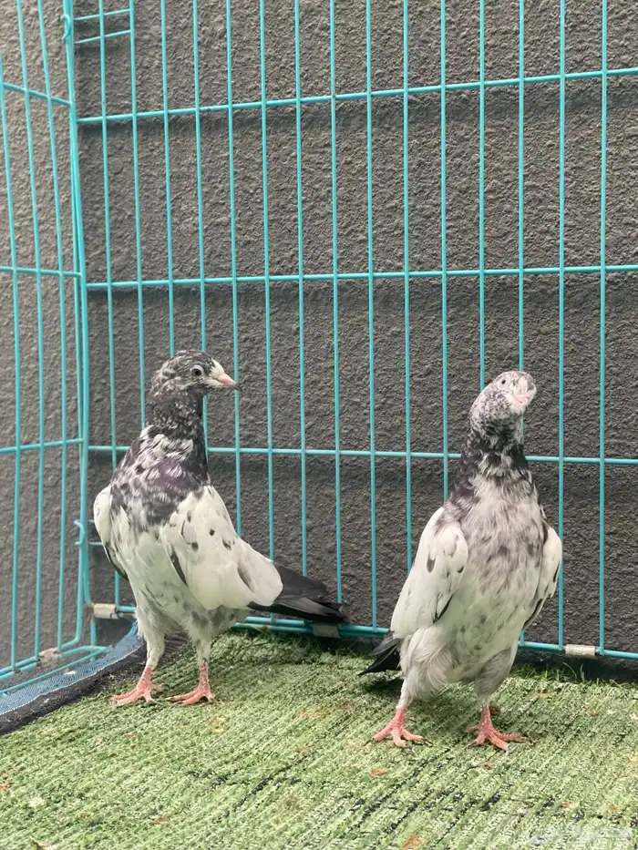 حمام باكستاني 2