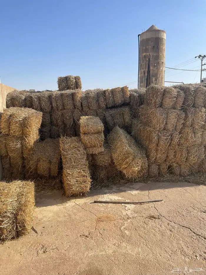 تبن شعير حويل 1