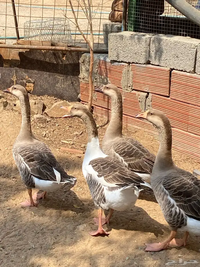 وز عراقي جامبو 0