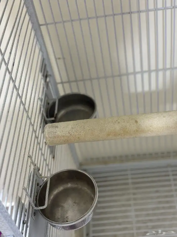 شبك ببغاء للبيع 3