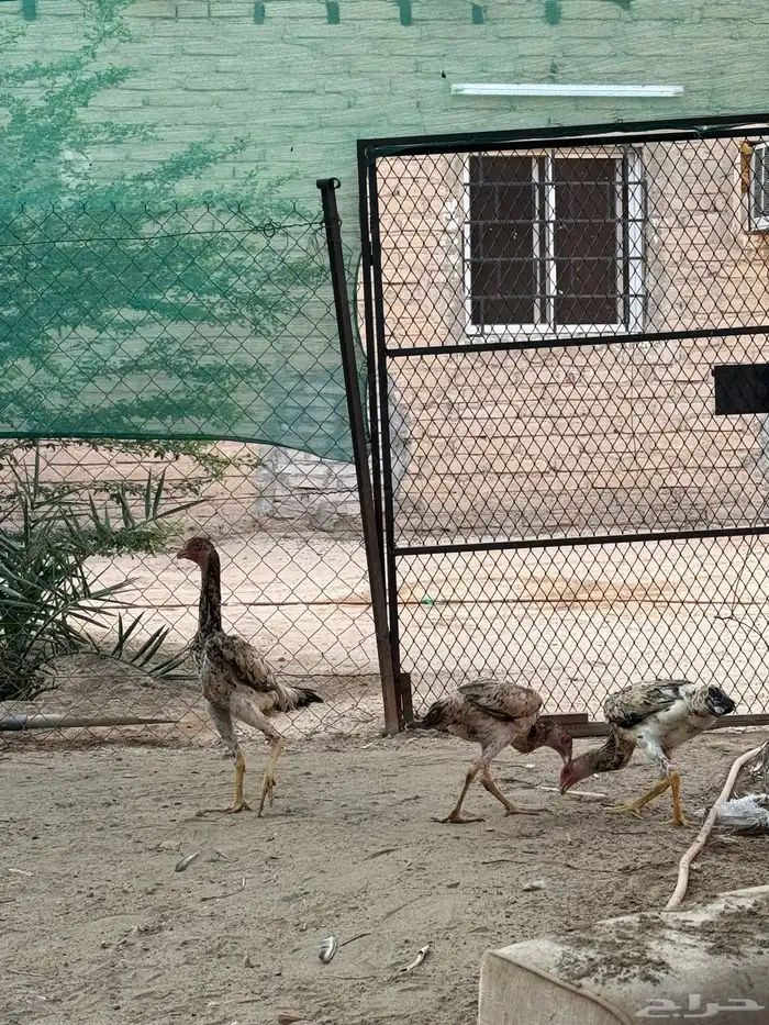 دجاج شامو يباني 7