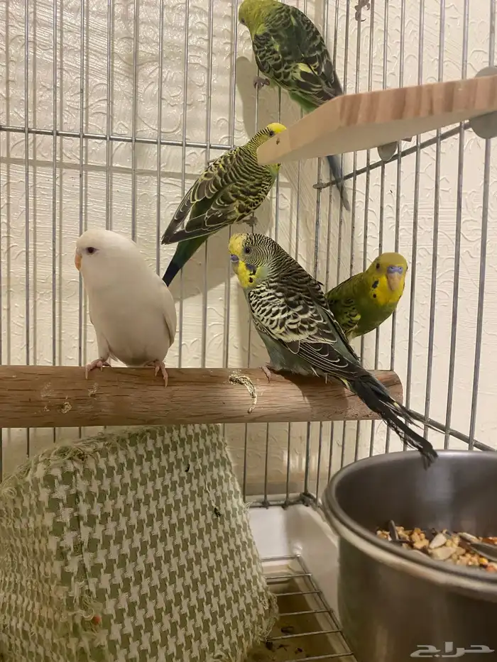 3 ازواج باجي هولندي منتجه شرط 2